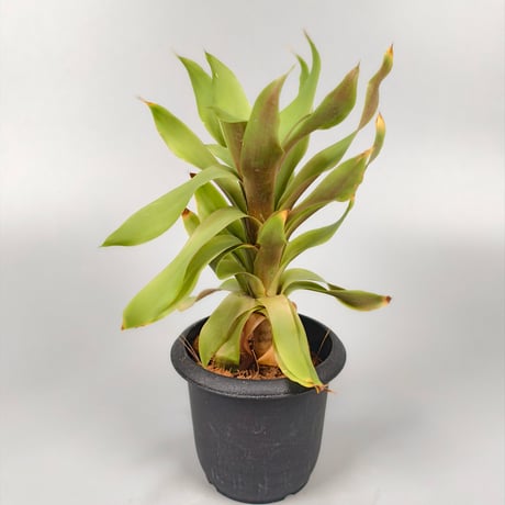 aechmea | STORES