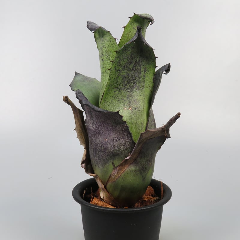 Hohenbergia leopoldo-horstii Black form | Panus