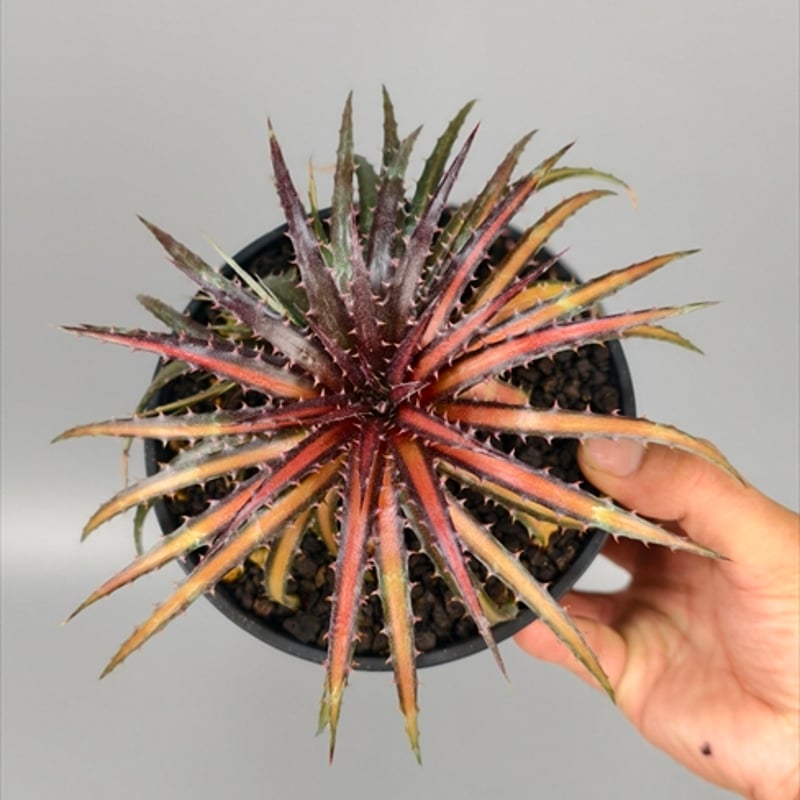 ディッキア　ダコタ ディッキア・ダコタ：Dyckia 'Dakota' | Dyckia Maniax