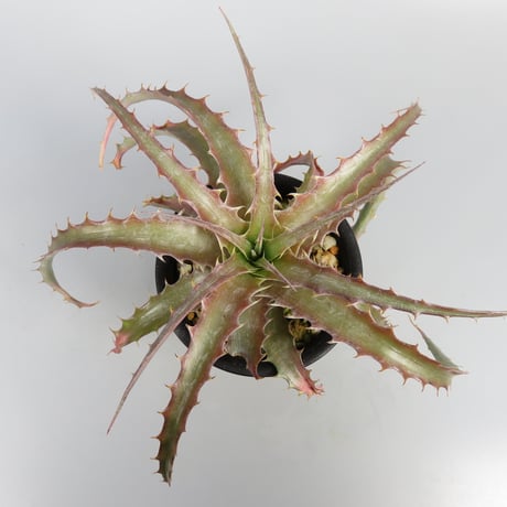 dyckia | STORES