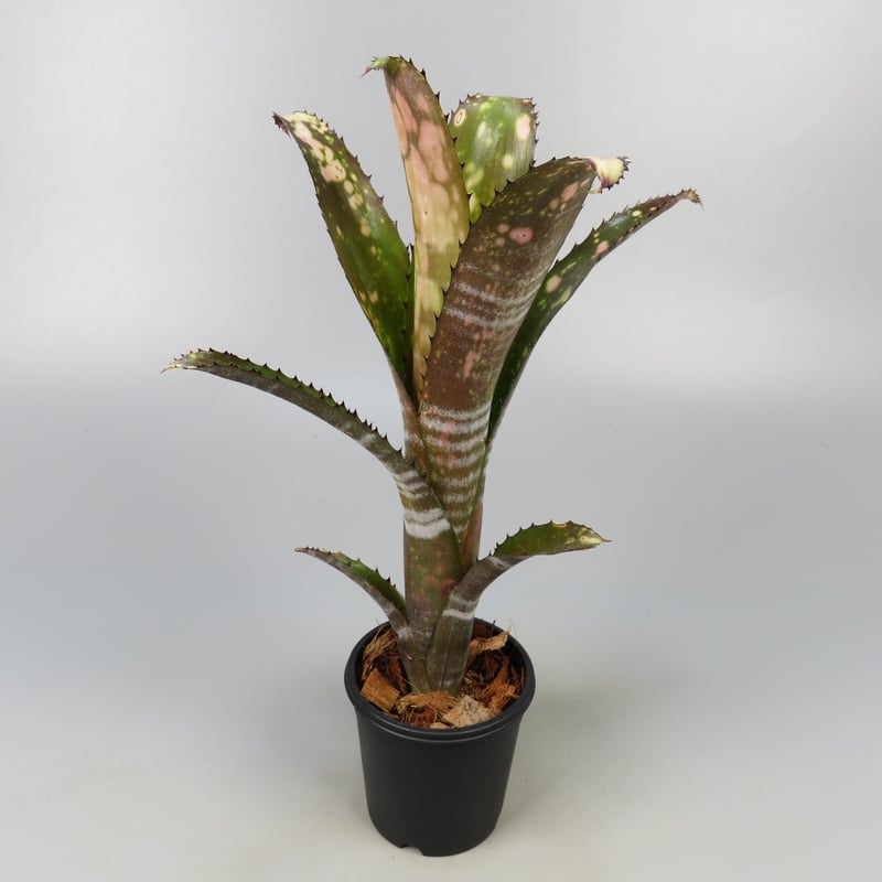 ブロメリア・エアープランツ Billbergia Kolan Chestnut Billbergia Kolan Apocalyptic x Kolan Crunch | P