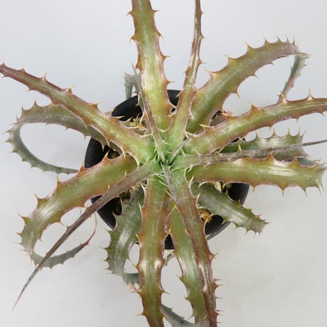 MRB ディッキア Dyckia まとめ売り MRB棚3番 10株 Dyckia（ディッキア） | レアプランツ通販サイトPlants Maniax