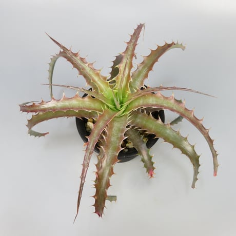 ディッキア・スノーボール Yahoo!オークション - ディッキア`スノー