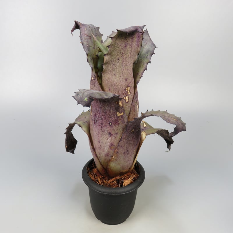 Hohenbergia leopoldo horstii DS 特大株 Hohenbergia leopoldo horstii DS 特大株 - メルカリ