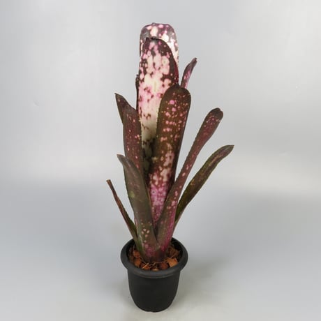 タンクブロメリア | STORES