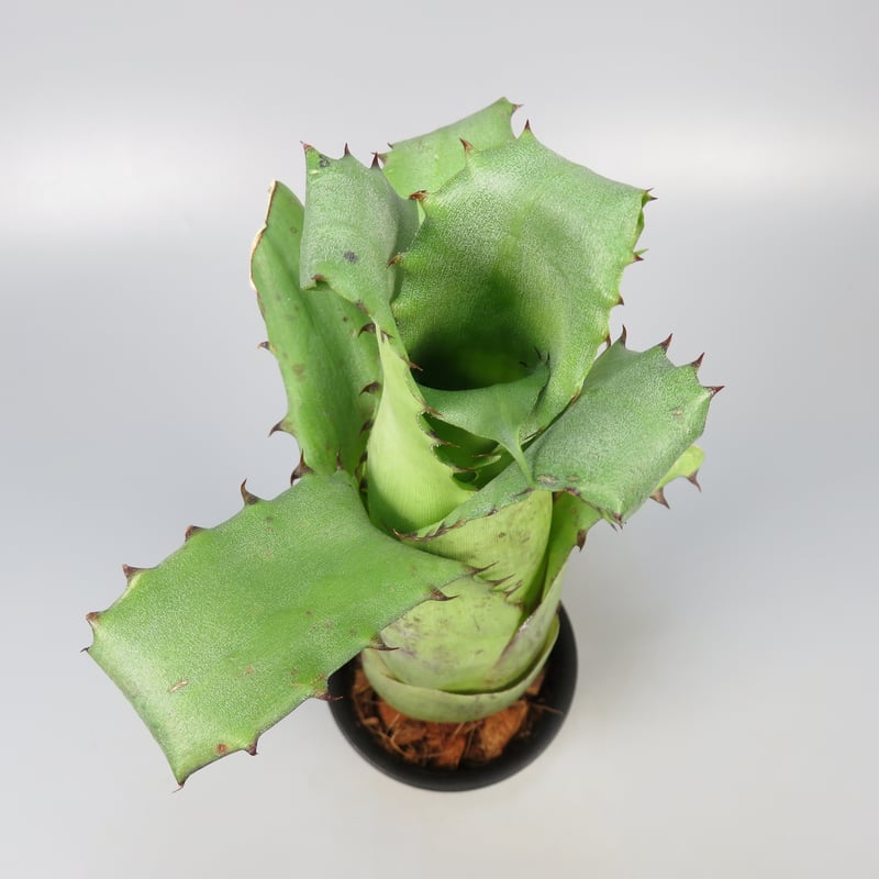 Hohenbergia magnispina | Panus