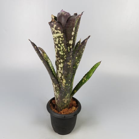 ビルベルギア topeaite 子株付き ビルベルギア topeaite 子株付き