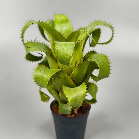 Neoregeliaセット　① CATEGORY Neoregelia | Panus