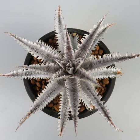 dyckia | STORES