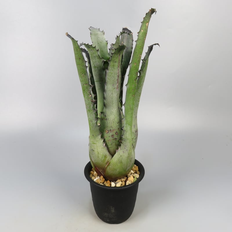 ブロメリア・エアープランツ Hohenbergia Black Raijin Hohenbergia