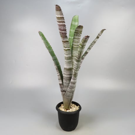 フリーセア　Glow Plugまとめてセール中　フリーセア沢山販売中 フリーセア Glow Plugまとめてセール中 フリーセア沢山販売中