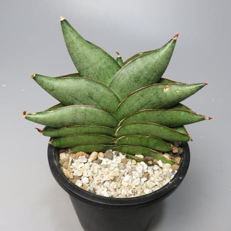 STORES 植物の検索結果 STORES 植物の検索結果