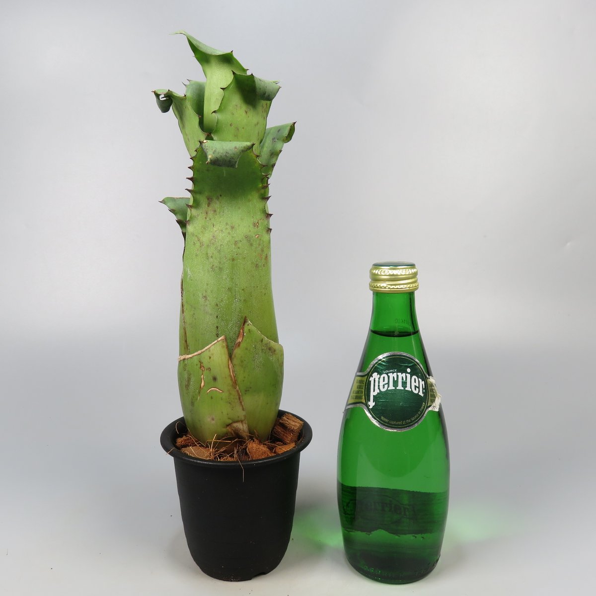 ブロメリア・エアープランツ Hohenbergia Magnispina Hohenbergia magnispina ホヘンベルギア マグニスピナ タンク