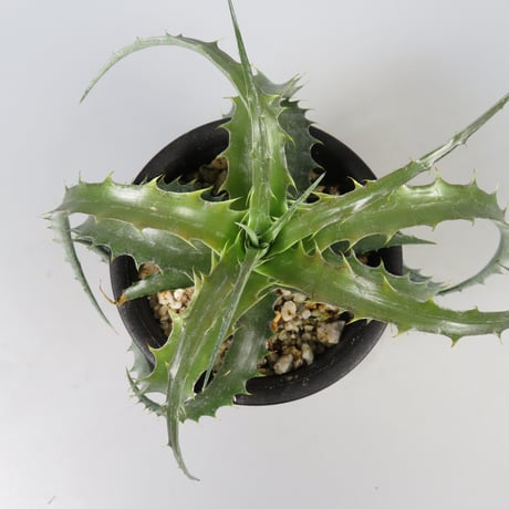 Deinacanthon urbanianum デイナカントン (検dyckia D.I.P. DOMESTIC & IMPORT DYCKIA COLLECTION Plants : Dyckia