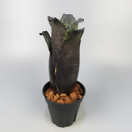 CATEGORY Hohenbergia | Panus