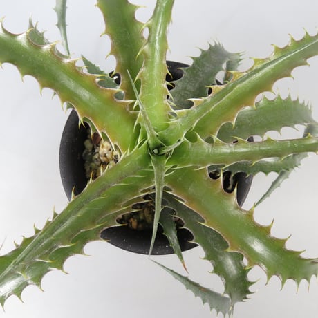 ブロメリア・エアープランツ Dyckia Warren Spineless 2025年最新】Yahoo!オークション -ディッキア(花、園芸)の中古品