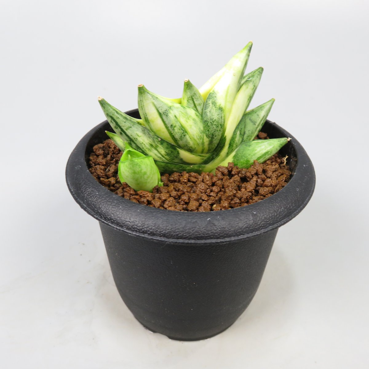 サンスベリア Sansevieria Mini Boncel white v A Sansevieria Mini Boncel variegata | Panus