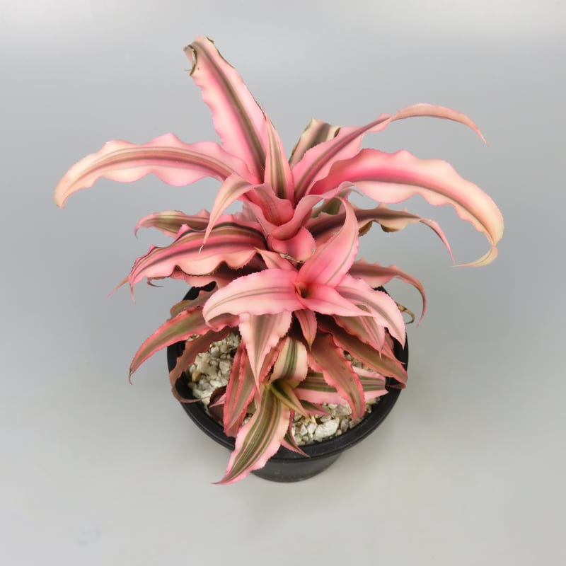 Cryptanthus bivittatus 'Pink Starlight' | Panus