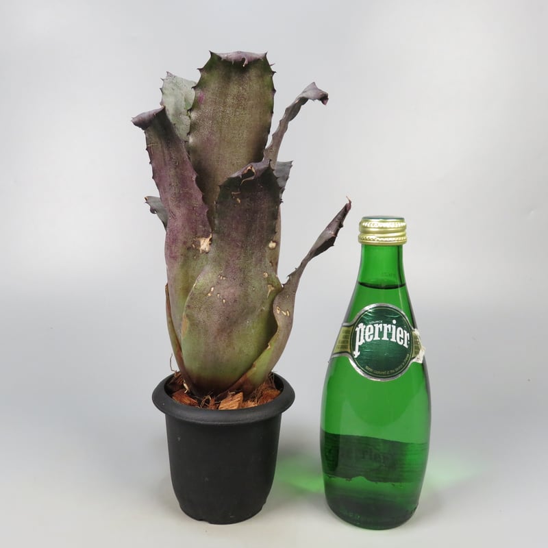 YAMA Hohenbergia leopoldo H DSなど2点 Hohenbergia leopoldo-horstii Hawaii form | Panus