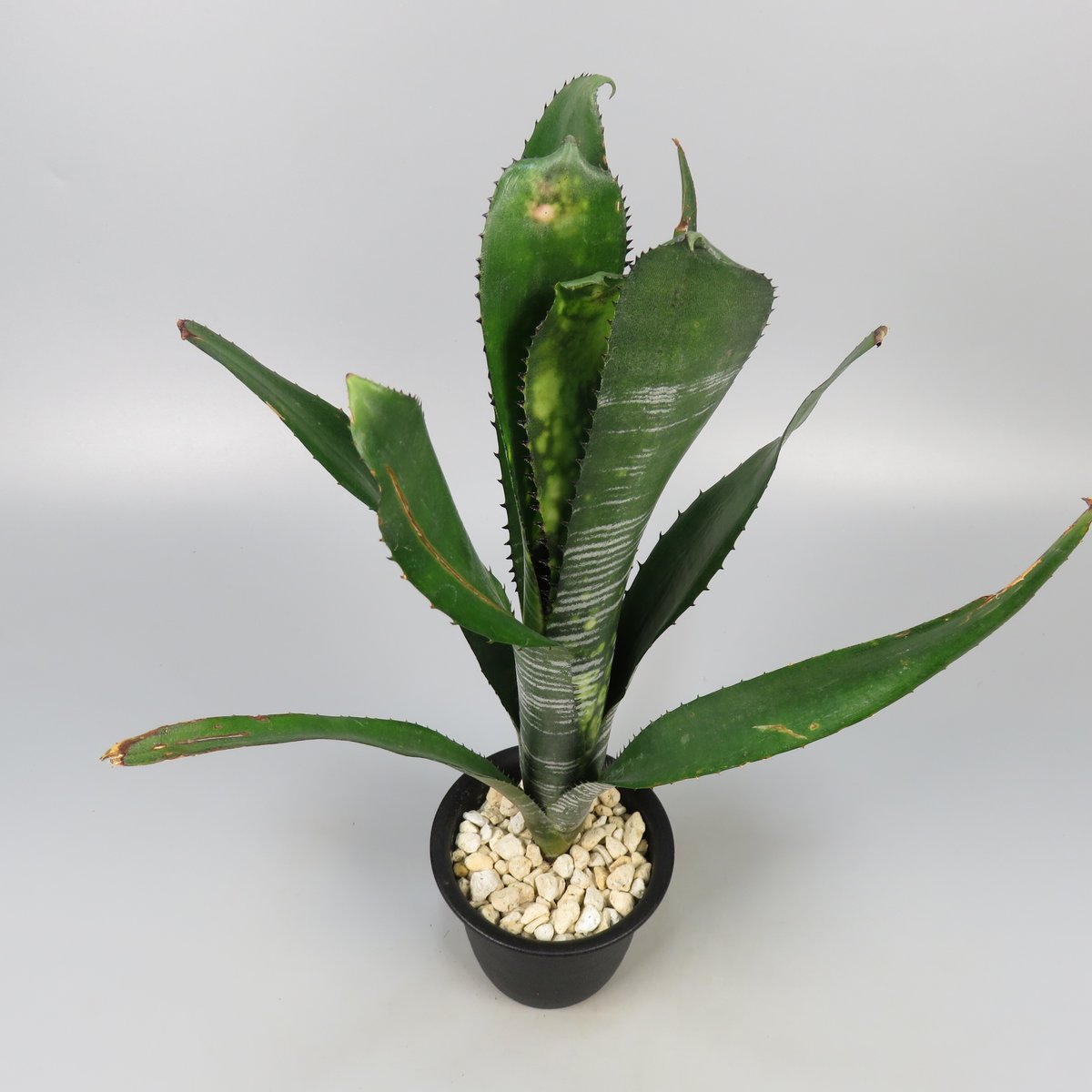 チ*コ様 ブロメリア　billbergia virginia ビルベルギア チ*コ様 ブロメリア billbergia virginia ビルベルギア