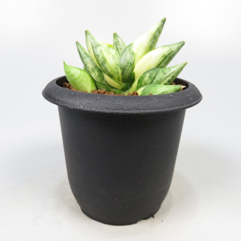 サンスベリア Sansevieria Mini Boncel white v A Sansevieria 'Boncel Mini' – Fairchild Tropical Botanic Garden