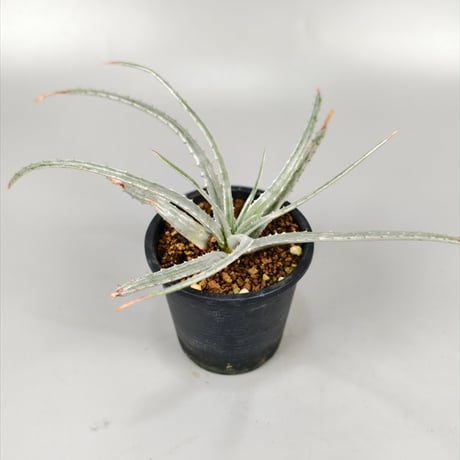 ブロメリア・エアープランツ Dyckia Tooth&Nail trackingcodeFMM Yahoo!オークション - ディッキア Dyckia 'Tooth and Nail