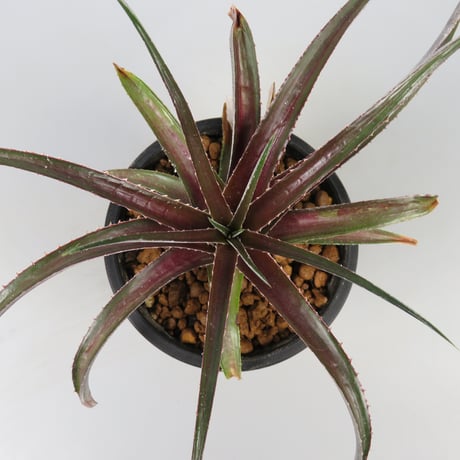 CATEGORY Dyckia | Panus
