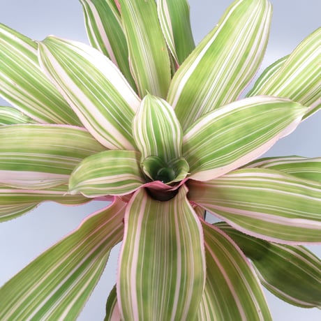 ビルベルギア | STORES