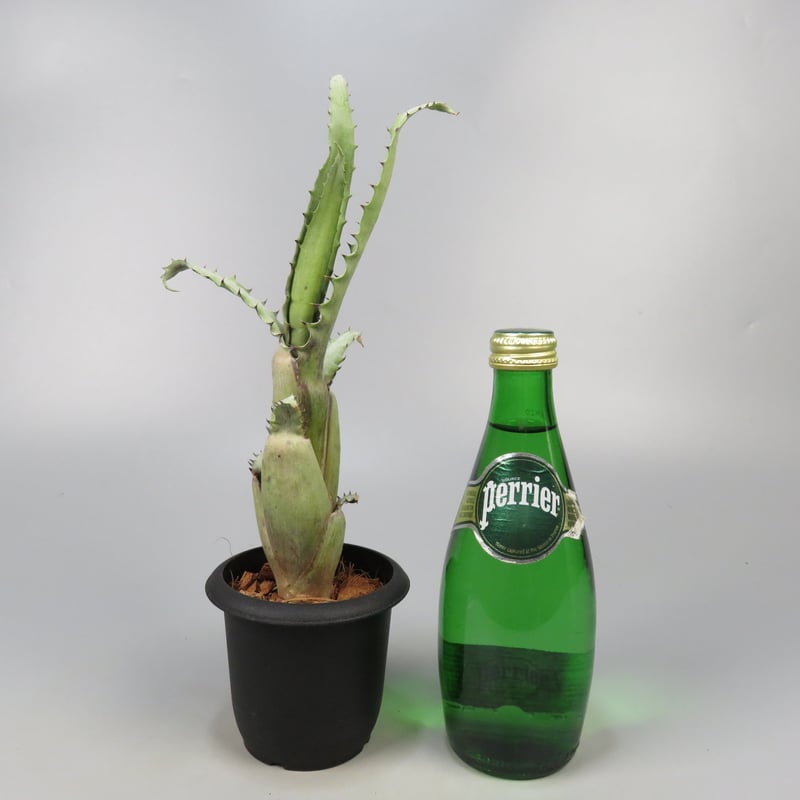 【送料無料】Aechmea tocantina〔エクメア〕現品発送A0164 現品】エクメア・トカンティナ Aechmea tocantina - Frontier