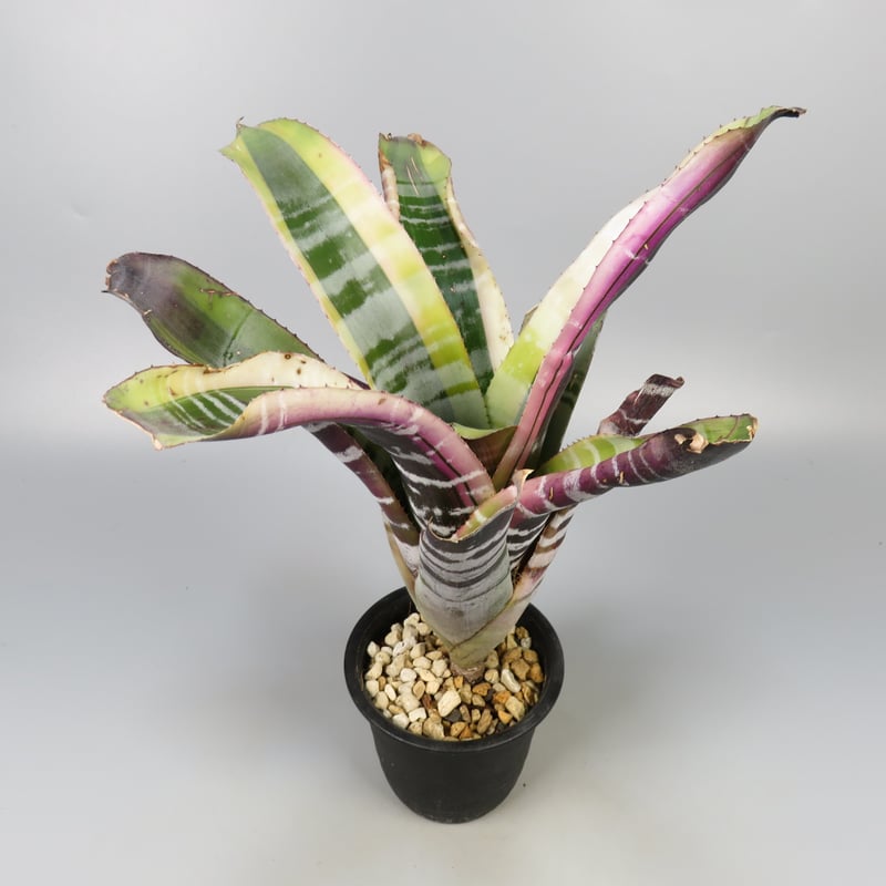 ブロメリア・エアープランツ Aechmea Otto Aechmea 'Otto' | Panus