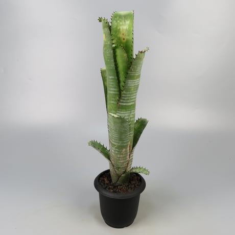ビルベルギア 「マーブルシャークkolan marble shark」 Yahoo!オークション - 【極上】Billbergia “Kolan marble shark