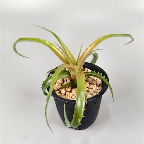 ブロメリア・エアープランツ Dyckia Golden Finger Dyckia Golden Finger