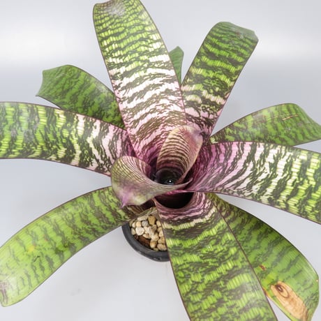 ブロメリア・エアープランツ Vriesea Hybrid Red Vriesea Red-Indoor Plants