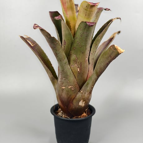 CATEGORY Hohenbergia | Panus