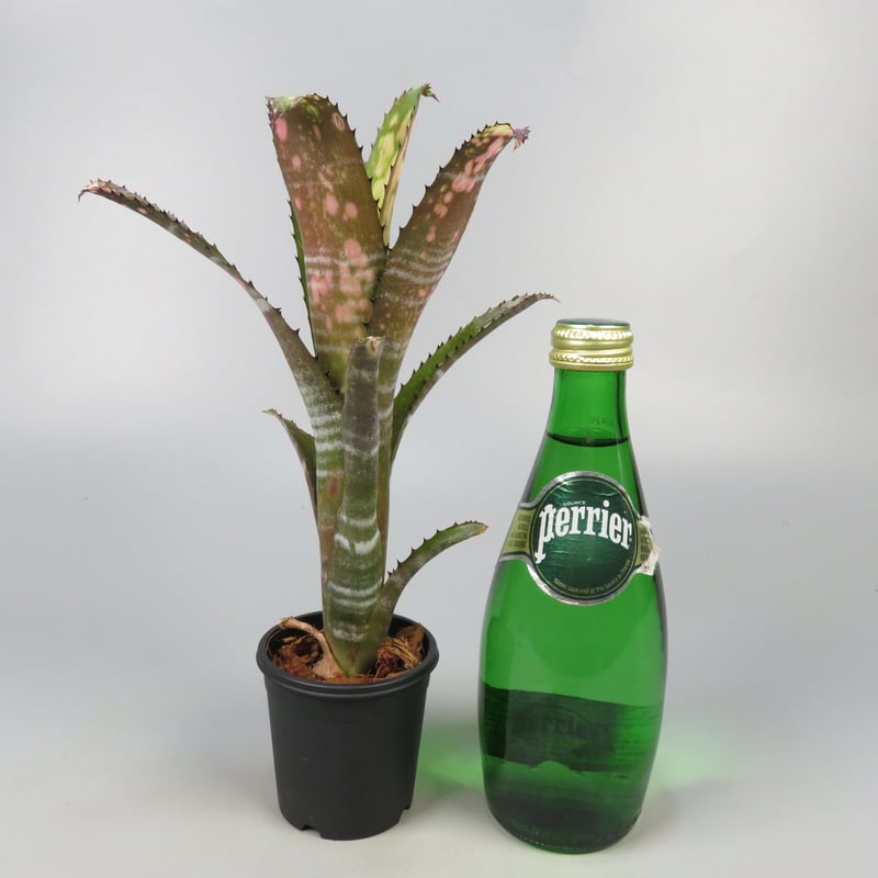 Billbergia Kolan Apocalyptic x Kolan Crunch | P