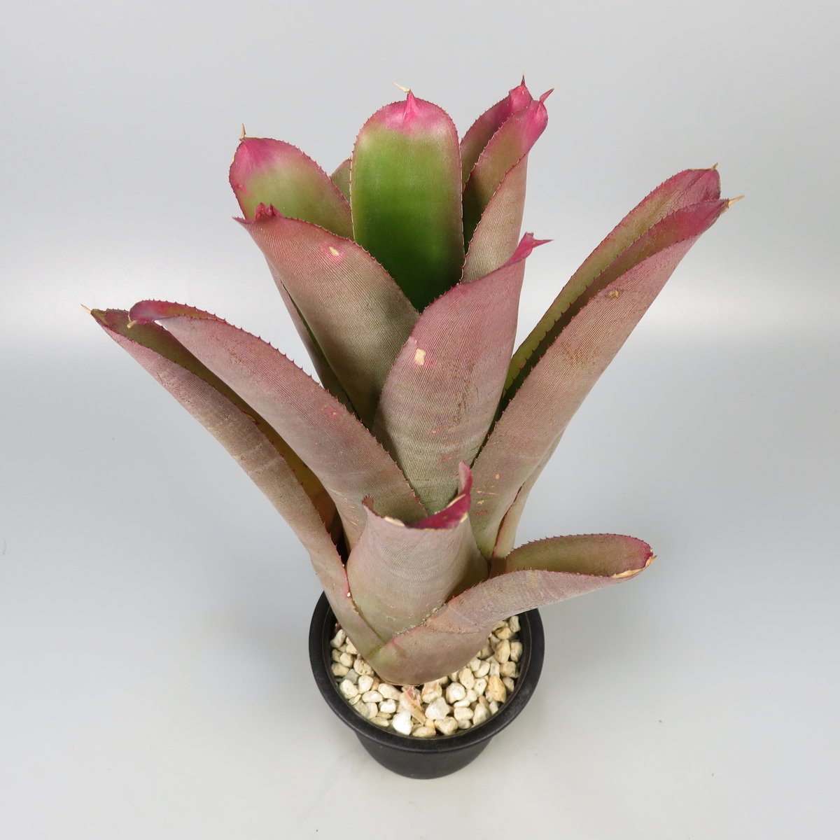 Neoregelia cruenta 'Rubra' | Panus