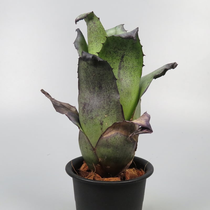 Hohenbergia leopoldo-horstii Black form | Panus