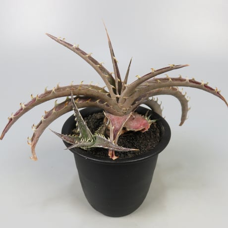dyckia | STORES