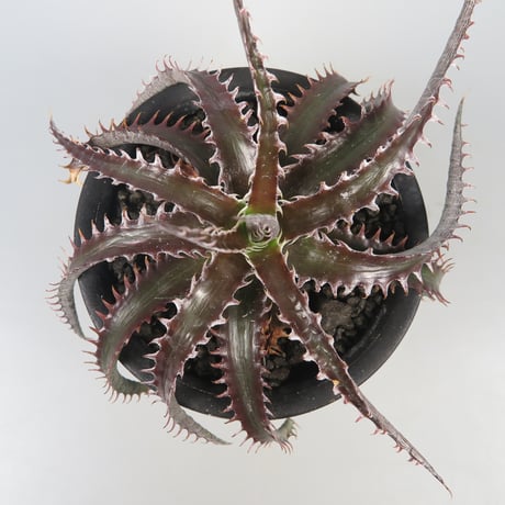 ディッキア あかるい Dyckia fosteriana var, Senges f52