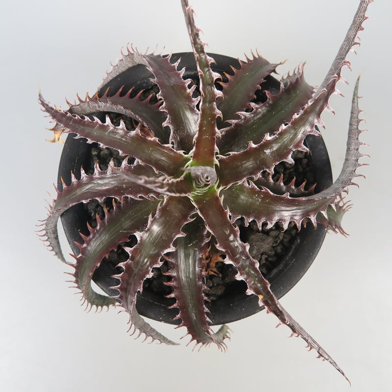 人気 ディッキア ビッグブラザー Dyckia Big Brother 【公式通販】