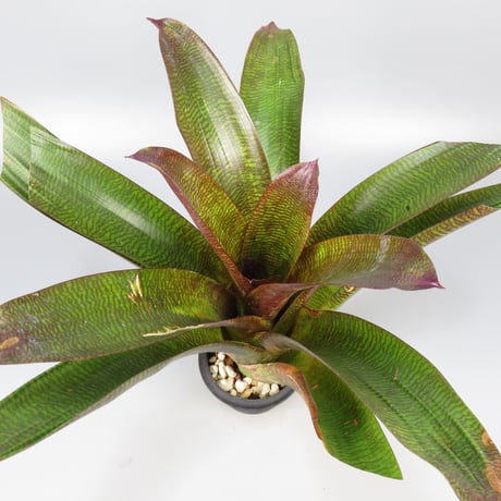 CATEGORY Vriesea | Panus