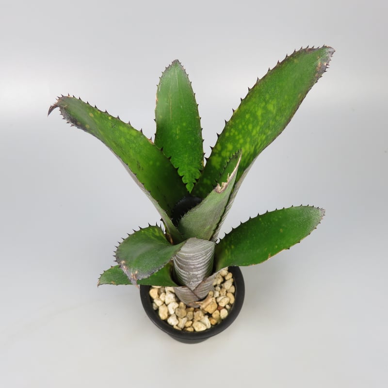 Billbergia Stardust 抜き苗 Billbergia Stardust 抜き苗