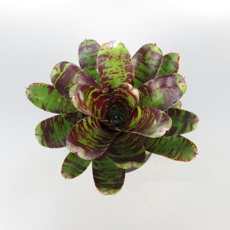 ネオレゲリア | STORES