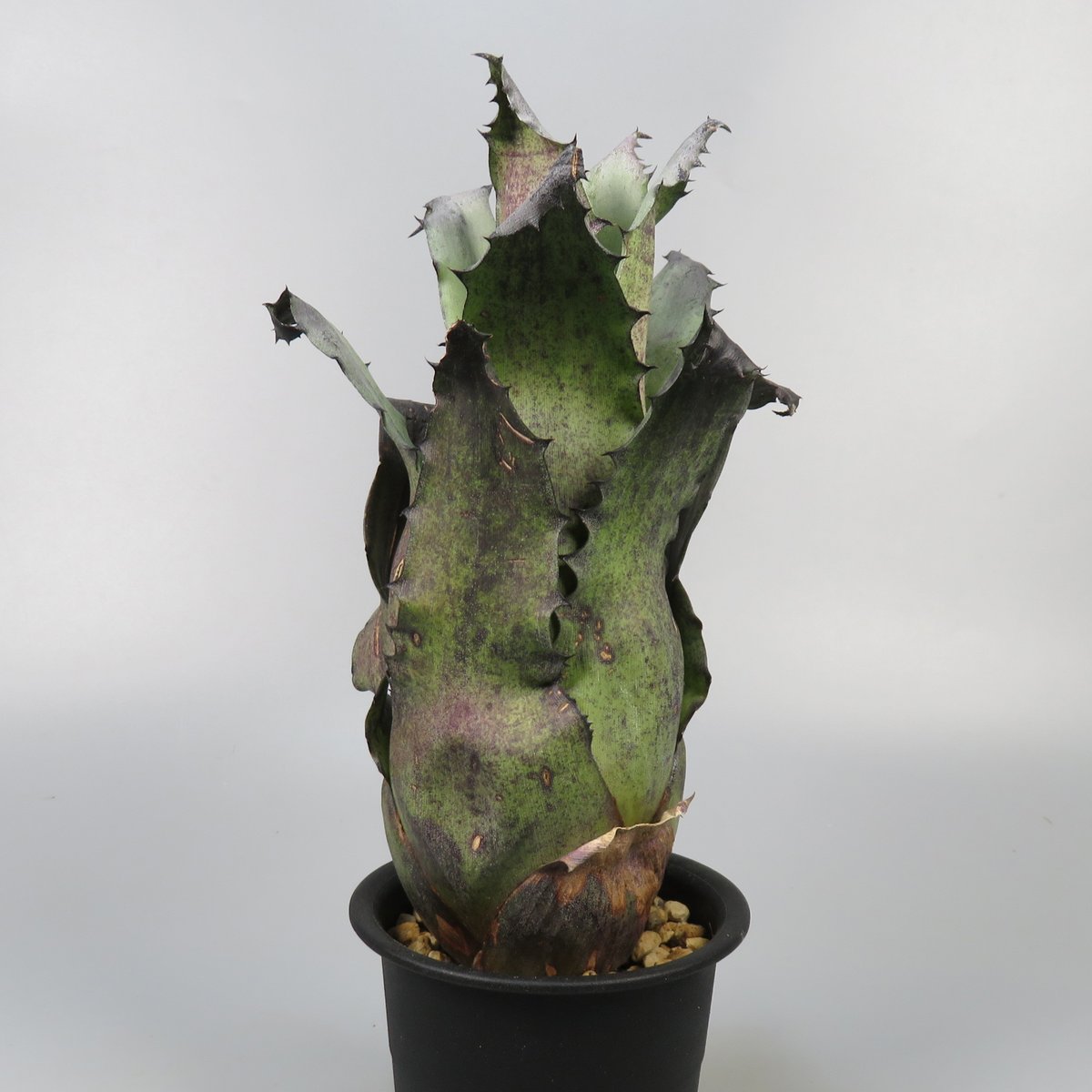 ブロメリア・エアープランツ Hohenbergia Black Fujin Hohenbergia Black Fujin | Panus