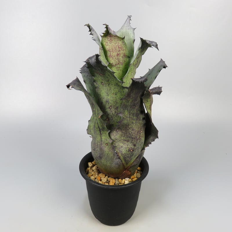 Hohenbergia Black Raijin | Panus