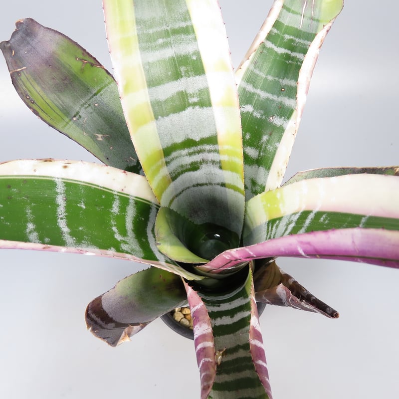 Aechmea 'Otto' | Panus