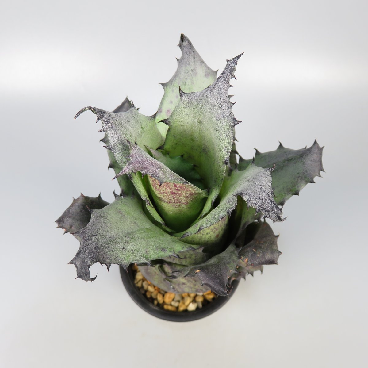 ブロメリア・エアープランツ Hohenbergia Black Raijin Hohenbergia Black Raijin | Panus