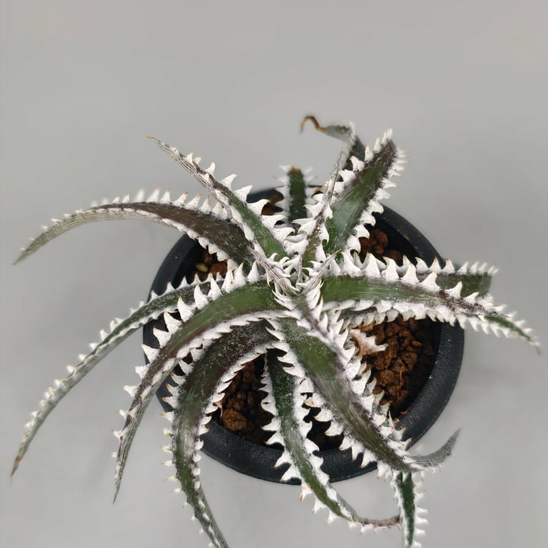 OTTOさん　 新品種　レア株　 Dyckia OTTO DBME-1 OTTOさん 新品種 レア株 Dyckia OTTO DBME-1