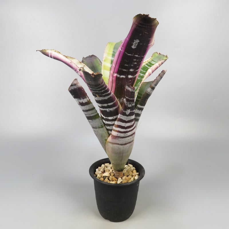 Aechmea 'Otto' | Panus