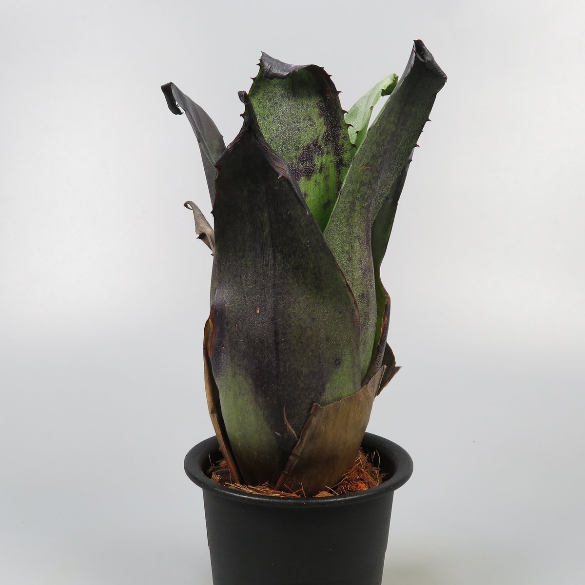 ブロメリア・エアープランツ Hohenbergia Leopoldo-Horstii x Lemei Hohenbergia leopoldo-horstii Black form | Panus